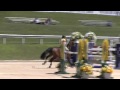 video of casanova p.b. ridden by amanda l. derbyshire from shownet