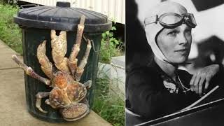 10 Chilling Facts About Coconut crabs!