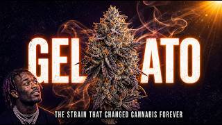 Gelato: The Strain That Changed Cannabis Forever