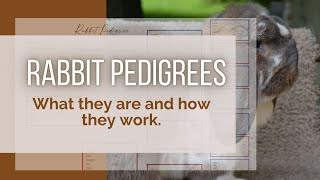 RABBIT PEDIGREEES: What They Are & Why You Want Them