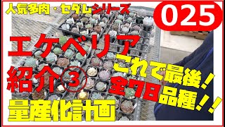 【多肉植物】エケベリア購入品種紹介③全78品種　エケベリア量産化計画　ｂｙ園芸チャンネル　025