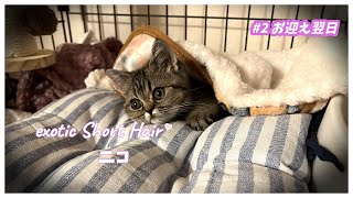 【エキゾチックショートヘア】#2 ごはん食べずトイレもしない子猫が心配です【お迎え翌日】