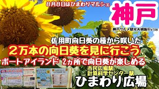 【神戸観光グルメ】神戸ポートアイランド新スポット誕生『ひまわり広場』【ひまわりマルシェ8/8開催】向日葵鑑賞後『ステーキボックス』さんでステーキ購入後北公園でピクニック編夫婦神戸散策観光グルメvlog