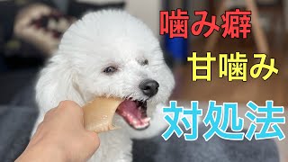 【犬の噛み癖を直す方法】プロ伝授！犬の甘噛み、噛み癖のしつけ方