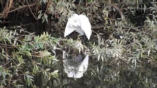 コサギ羽繕い　カワセミお手入れ　バン親と子　下飯田遊水地の鳥　今日の鳥