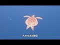 2023年10月石垣島でアオウミガメと泳ぐ！（幻の島浜島へ上陸）