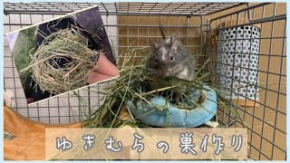 【デグー】ゆきむらの器用な巣作りと雑な巣作り🤣