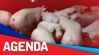 DA: PH swine industry to recover from ASF in 3-4 years