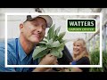 Shade Trees that Keep the Backyard Cool: Watters Podcast