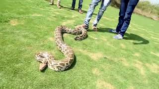 Rock python Attack or African rock python