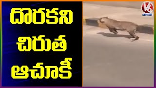 దొరకని చిరుత ఆచూకీ .. కొనసాగుతున్న ఆపరేషన్‌ | V6 News