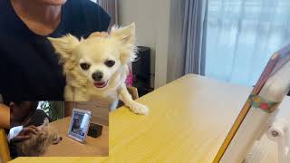 チワワの銀さん 子豚カットされる おしゃべりペット