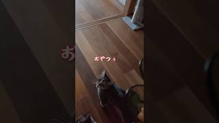 食いしん坊猫さんは今日も大騒ぎ♪#おしゃべり猫 #食いしん坊猫 #保護猫