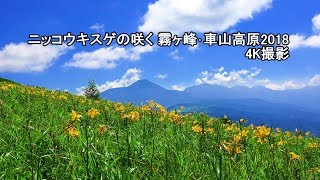 ニッコウキスゲの咲く霧ヶ峰･車山高原2018【4K撮影】