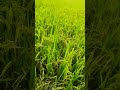 paddy field nelpadam at vettikadu