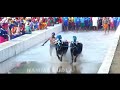 ಮೂಲ್ಕಿ ಕಂಬಳ 2024 25 ಬಳ್ಳುದ ಮಲ್ಲ ಚಾನ್ಸ್ ರೇಸ್ mulki kambala balluda malla chance race