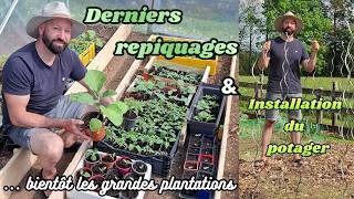 Derniers repiquages et aménagements du potager #jardin #potager