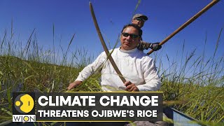 WION Climate Tracker | Sacred wild rice in Minnesota under threat