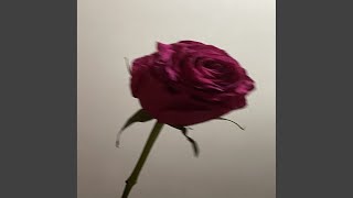 La rose