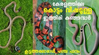 ഉഗ്ര വിഷമുള്ള കേരളത്തിലെ കുഞ്ഞൻ പാമ്പുകൾ || Dangerous Snake in Kerala|| STORIES PLUS