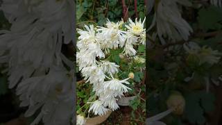 #ജമന്തി #jamanthicaremalayalam #howtogrowjamanthi #chrysanthemumplantcare #jamanthipropagation #yt