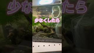 【レッドビーシュリンプ】水槽をイメチェン