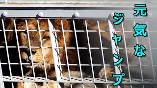 元気なジャンプ　Lion (ライオン)　多摩動物公園