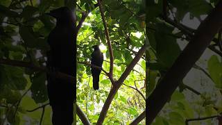 மூக்கு உடைந்த காக்கா எப்படி இருக்கு பாருங்கள்#villagelife #nature #tamil