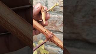 Grafting a grapevine very easy  #grafting #satisfying #grape