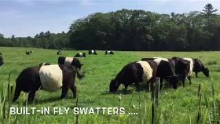 Oreo Cows in Maine - They've Got Built-In Fly Swatters!