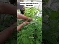 panen sawi lagi di teras Tanaman #minikebun #berkebun #kebunmini #sayuran