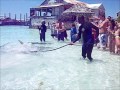 shark wrangling