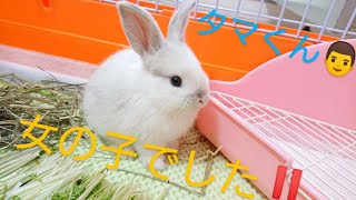 【子うさぎ】片耳が垂れてきました！ #子うさぎ #うさぎ