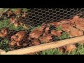 Free Range Pastured Broiler Chickens For Real