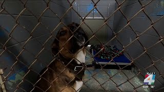 Leaders hope for new laws to fix issue of people leaving dogs at Lake City animal shelter