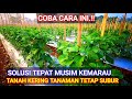 SOLUSI TEPAT PUPUK DI MUSIM KEMARAU | TANAH KERING TANAMAN CABE TETAP SUBUR