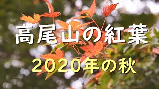 高尾山の紅葉　2020年秋