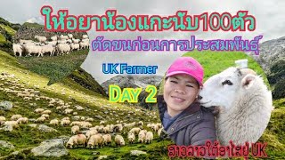 วันที่สองของกานให้ยาและตัดขนน้องแกะก่อนการประสมพันธุ์ #uk #ukfarming  #สาวลาว #agruculture #sheep