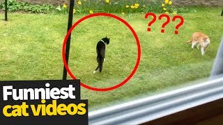 Hilarious Cat Viral Videos | Ultimate Cat Compilation 2019