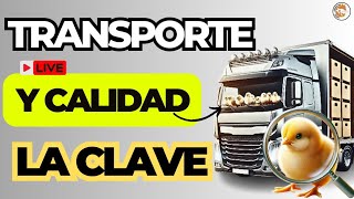 🚛🐣 ¿Cómo afecta el transporte al pollito de engorde? Descubre la clave del éxito aquí ⏳