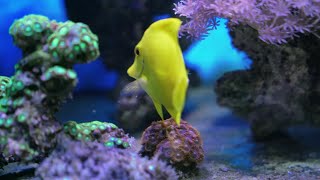 Stunning Aquarium Relax Music, Beautiful Aquarium Coral Reef Fish, Relaxing Ocean Fish