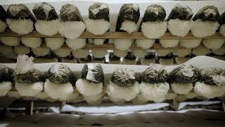 Tremella Mushroom Cultivation