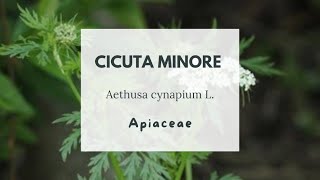 CICUTA MINORE O CICUTA AGLINA - Aethusa cynapium - Fool's parsley - Fool's cicely - Poison parsley