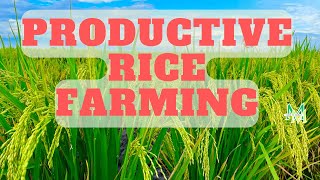 Productive Rice Farming. How to earn from growing Rice #sirmiketheveggieman  #rice #farming