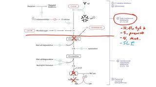 Complement for the USMLE Step 1