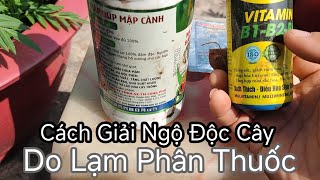 Xử Lý Cây Ngộ Độc Phân Thuốc Hiệu Quả Nhanh,Không Ảnh Hưởng Nhiều Sự Sinh Trưởng Của Cây