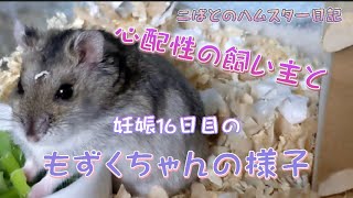 【もずく】心配性の飼い主ともずくちゃんの様子/妊娠16日目💖