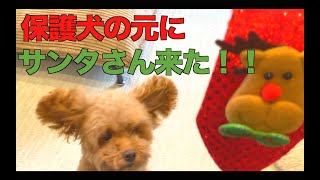 【元繁殖犬】保護犬初めての？クリスマス【トイプードルのクラン】   4K