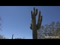 sonoran desert plants cactus trees shrubs of arizona