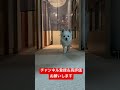 可愛いだけじゃダメですか？！ うちのチワワん チワワと暮らす チワワ 癒し dog 犬のいる生活 愛犬